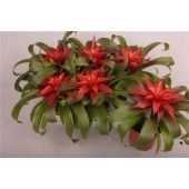 Гузмания Revolution d9 см h10 см