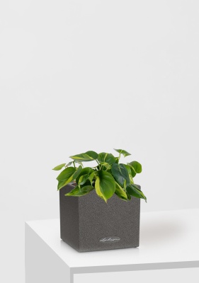 Филодендрон Бразил 12/20 см в CANTO STONE 14 Филодендрон Бразил 12/20 см в CANTO STONE 14