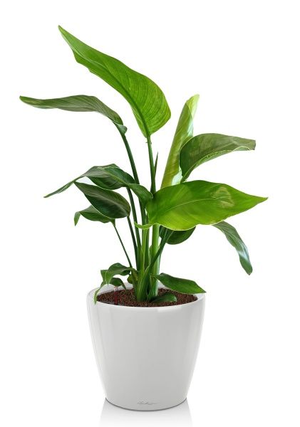 Стрелиция Николай 17/60 в CLASSICO LS 21