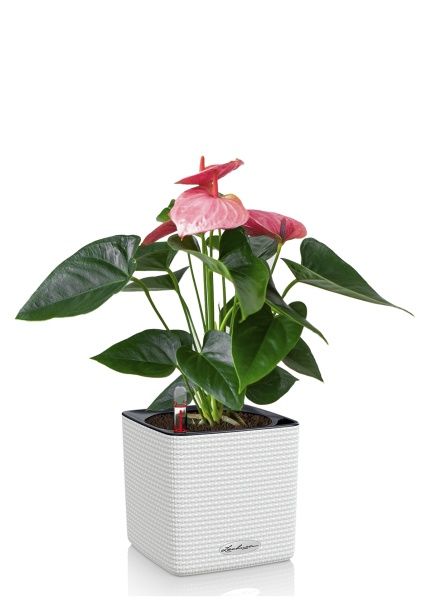 Антуриум розовый в CUBE COLOR 14 Антуриум розовый в CUBE COLOR 14