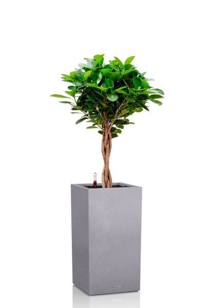 Фикус Моклейм 21/90 см в CANTO STONE HIGH 30 Фикус Моклейм 21/90 см в CANTO STONE HIGH 30