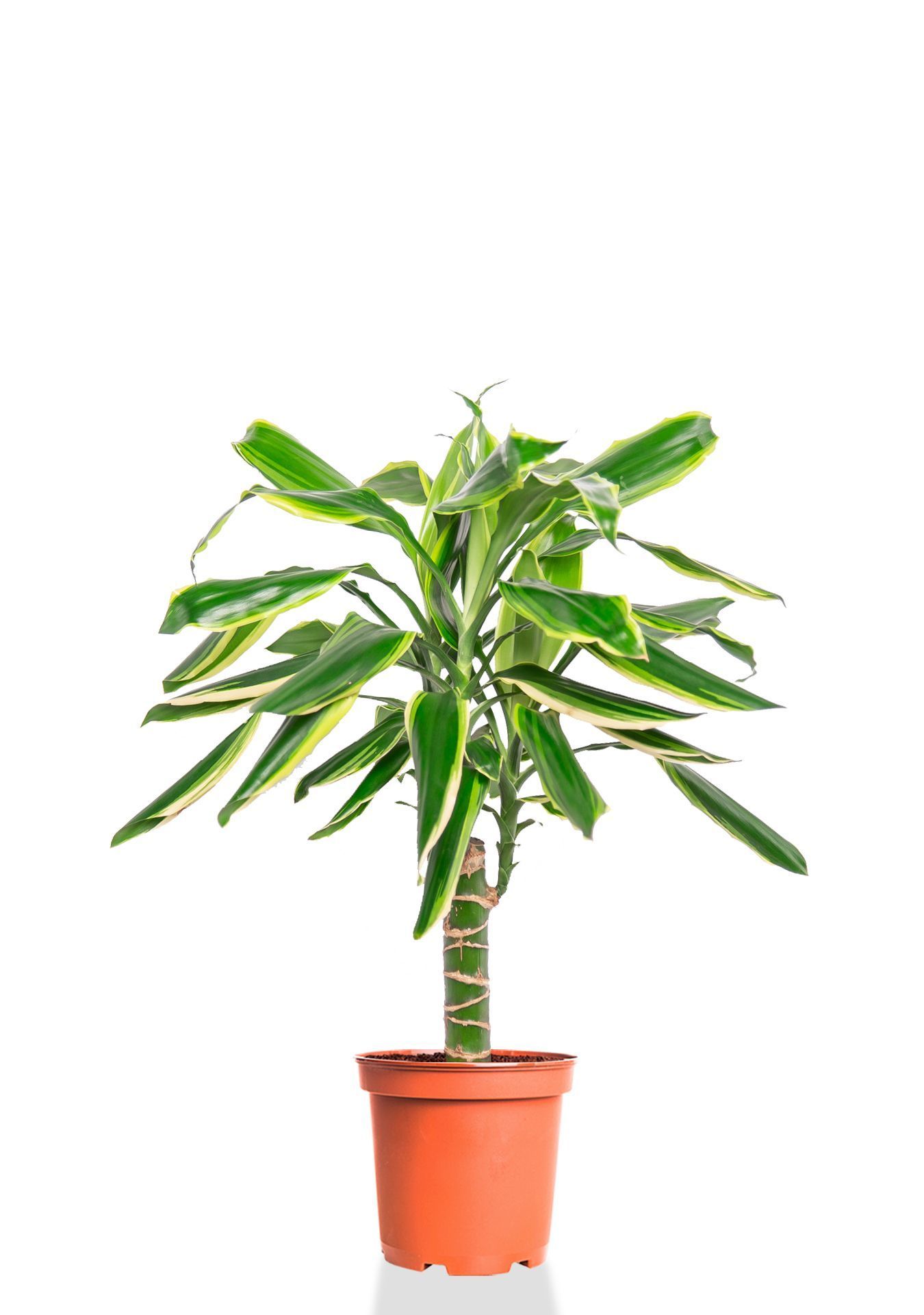 Драцена Голден Кост 1 ствол 12/40 см Драцена Голден Кост 1 ствол 12/40 см