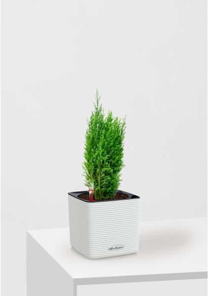 Кипарисовик микс 9 см в CUBE COLOR 14