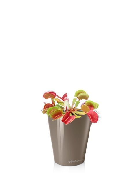 Венерина мухоловка 6/10 см в MINI DELTINI 10