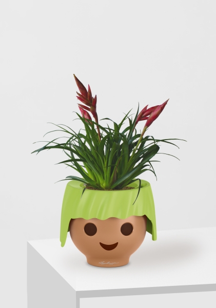 Вриезия Астрид 12/30 см в OJO