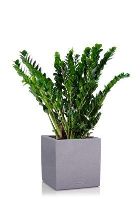 Замиокулькас в CANTO STONE low 40, серый камень Замиокулькас в CANTO STONE low 40, серый камень