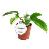 Филодендрон Бьюти Грин d12 см h25 см