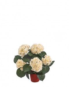 Гортензия куст крем-ваниль в горшке