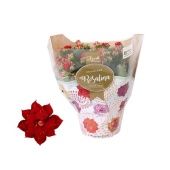 Каланхоэ Rosalina Don Justino d15 см h27.5 см Каланхоэ Rosalina Don Justino d15 см h27.5 см