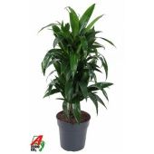 Драцена Джанет Крейг бранч разветвленная d24 см h100 см Драцена Джанет Крейг бранч разветвленная d24 см h100 см