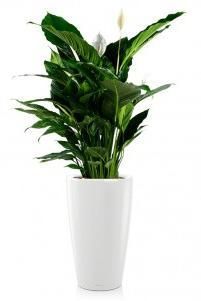 Спатифиллум Сенсейшн RONDO 32/160 см, Белый блестящий