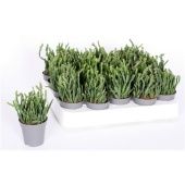 Рипсалис Эвальдиана d5.5 см h10 см тип 2