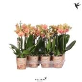 Фаленопсис 3 ствола Kolibri Orchids Brown 26+ d9 см h40 см Фаленопсис 3 ствола Kolibri Orchids Brown 26+ d9 см h40 см