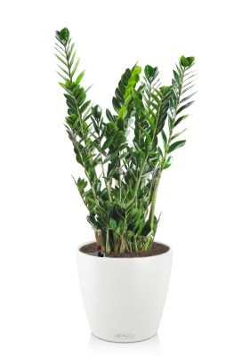 Замиокулькас 21/110 в CLASSICO 28, белый Замиокулькас 21/110 в CLASSICO 28, белый