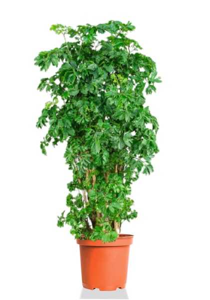 Полисциас Ming Branched d24 см h100 см Полисциас Ming Branched d24 см h100 см