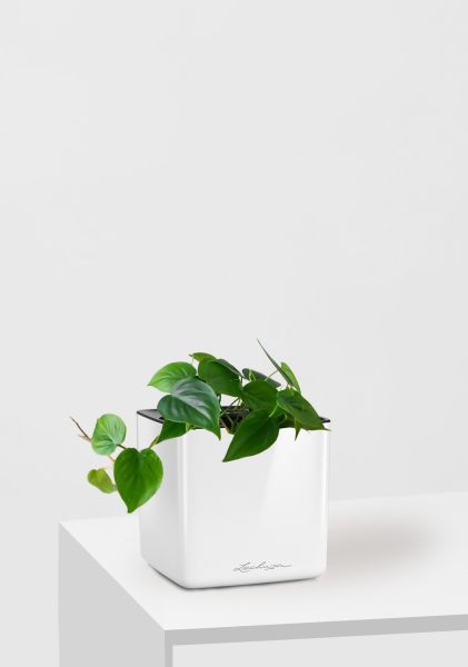 Филодендрон Сканденс 12/20 см в CUBE GLOSSY 14 Филодендрон Сканденс 12/20 см в CUBE GLOSSY 14