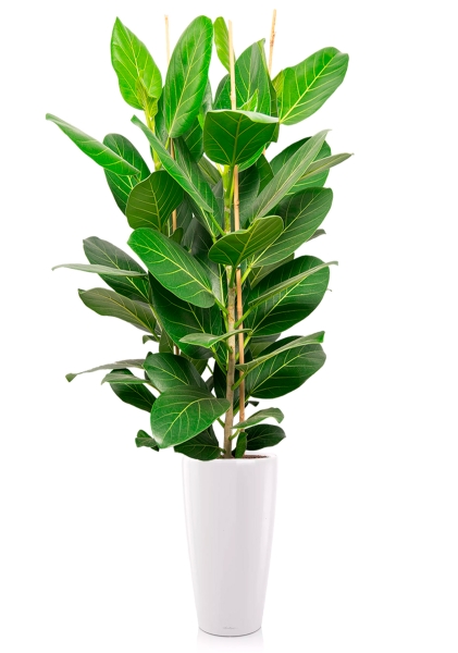 Фикус Бенгальский Андрей 3 ствола 27/120 см в RONDO 32 Фикус Бенгальский Андрей 3 ствола 27/120 см в RONDO 32