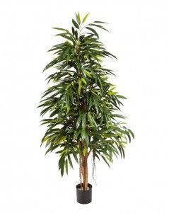 Лонгифолия Роял Нэйчерел