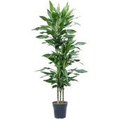 Драцена Бурунди 3 ствола d24 см h150 см