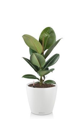 Фикус Эластика Робуста 17/60 см в CLASSICO COLOR 21, белый Фикус Эластика Робуста 17/60 см в CLASSICO COLOR 21, белый