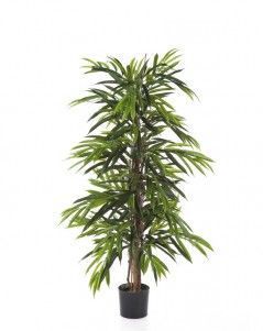 Лонгифолия узколистная Де Люкс