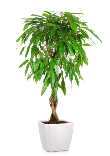 Фикус Биннендийка Амстел Кинг переплетенный 24/100 см в QUADRO LS 28