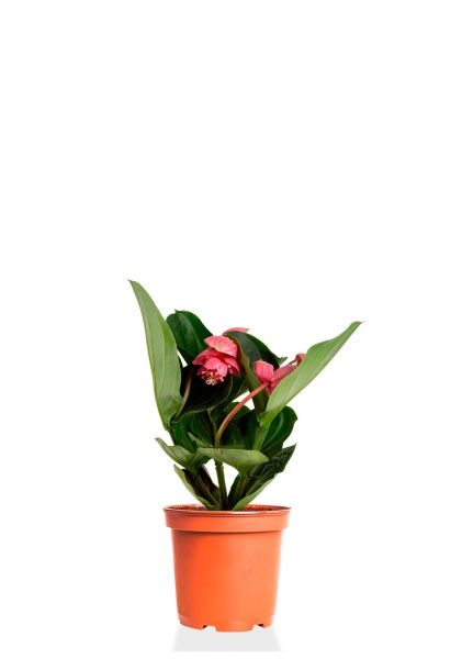 Мединилла 14/45 см