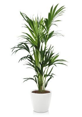 Ховея Кентия 27/190 см в CLASSICO LS 43, белый блестящий