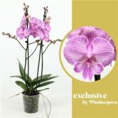 Фаленопсис 2 ствола Laura 18+ (phalaenova) d12 см h60 см