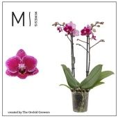 Фаленопсис 2 ствола Hornglin (orchid Growers) d9 см h35 см Фаленопсис 2 ствола Hornglin (orchid Growers) d9 см h35 см