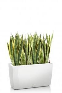 Сансевиерия Лауренти в CARARO 75