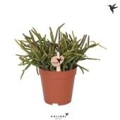 Рипсалис Бурчелли d9 см h15 см