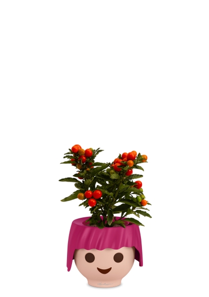 Соланум 10/25 см в OJO