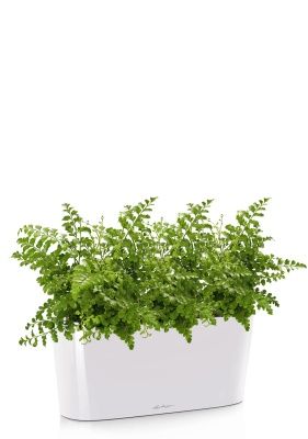 Папоротник Парвати в DELTA 20, белый блестящий Папоротник Парвати в DELTA 20, белый блестящий