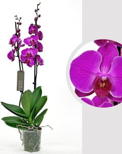 Орхидея Фаленопсис 2 ствола Фуксия 12/60 см