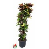 Кротон Кодиеум Миссис Айстон бранч d40 см h240 см Кротон Кодиеум Миссис Айстон бранч d40 см h240 см