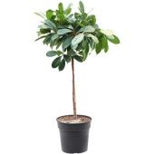 Фикус Циатистипула на стволе d30 см h150 см тип 2