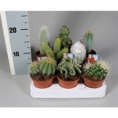 Кактус микс d8.5 см h5 см тип 2