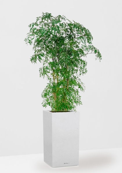 Полисциас Фрутикоза 27/140 см в CANTO STONE HIGH 30 Полисциас Фрутикоза 27/140 см в CANTO STONE HIGH 30