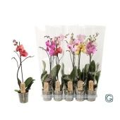 Фаленопсис 1 ствол Mix 9+ (g-style) d12 см h50 см Фаленопсис 1 ствол Mix 9+ (g-style) d12 см h50 см