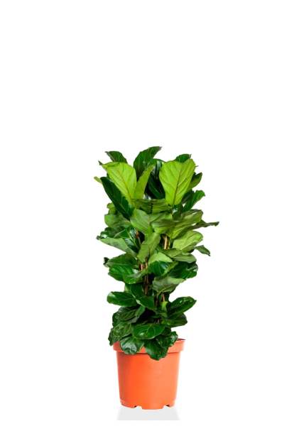 Фикус Лирата 3 ствола 19/60 см Фикус Лирата 3 ствола 19/60 см