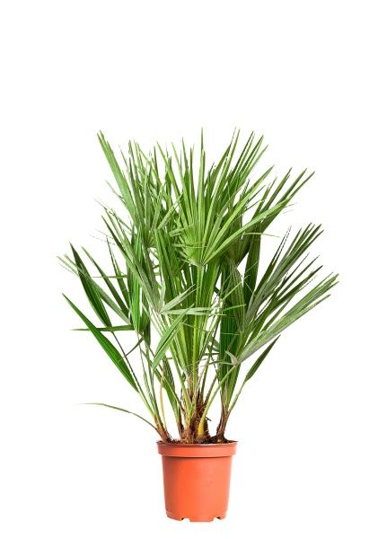 Хамеропс Хамеропс