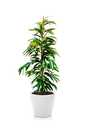 Фикус Биннендийка Амстел Кинг 21/90 см в CLASSICO LS 28