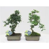 Бонсай кармона микрофилла d20 см h35 см тип 2