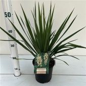 Юкка Фламентоса d17 см h40 см