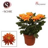 Хризантема Зембла оранж d17 см h35 см тип 1