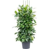 Фикус Циатистипула 4 ствола d38 см h175 см