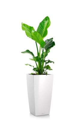 Стрелиция Николай 24/130 см в CUBICO 30, белый блестящий