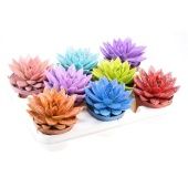 Эхеверия Rainbow Sprinkle Mix d10.5 см h12.5 см Эхеверия Rainbow Sprinkle Mix d10.5 см h12.5 см