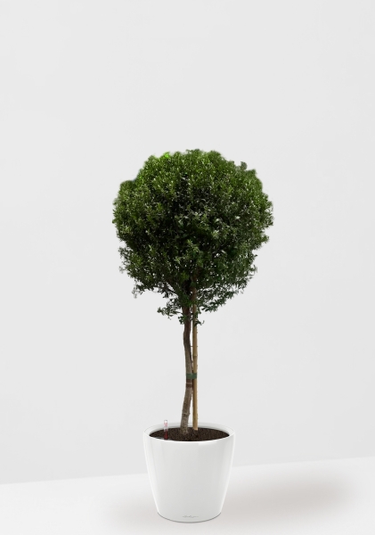 Мирт 24/90 см в CLASSICO LS 28